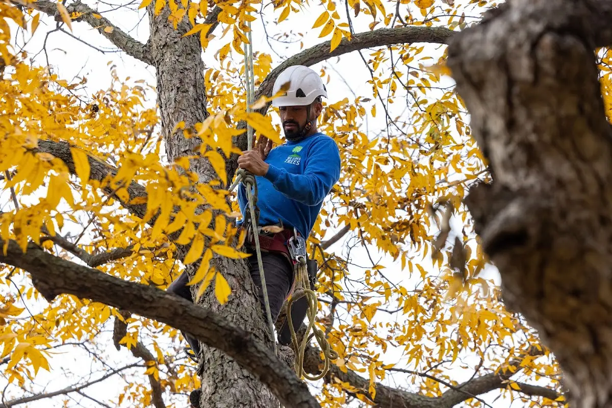 Skilled Tree Pruning crew working in Sparks